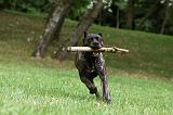 CANE CORSO 940